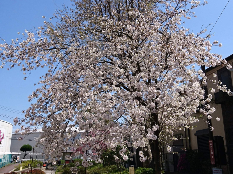 和泉の桜