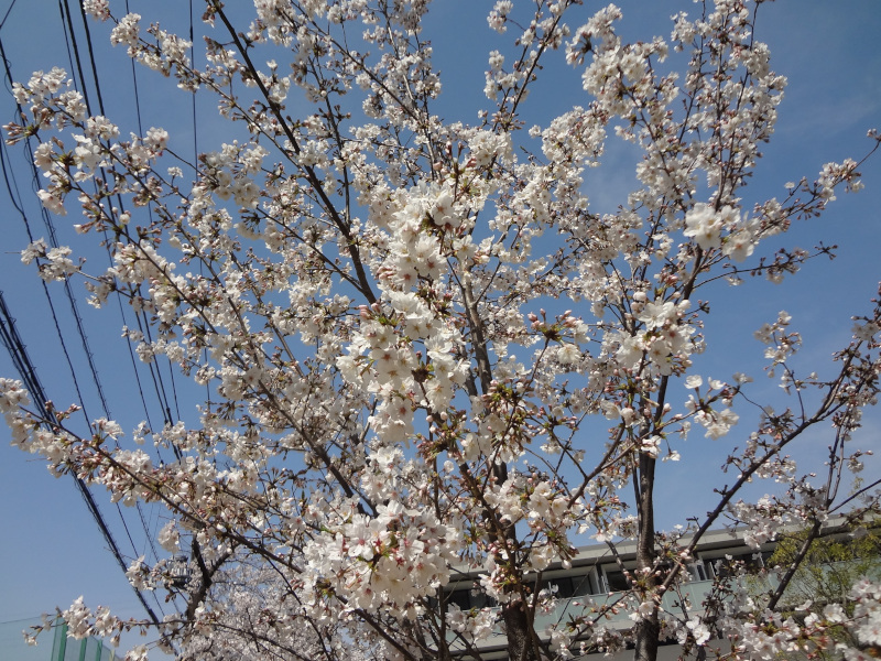 和泉の桜 2